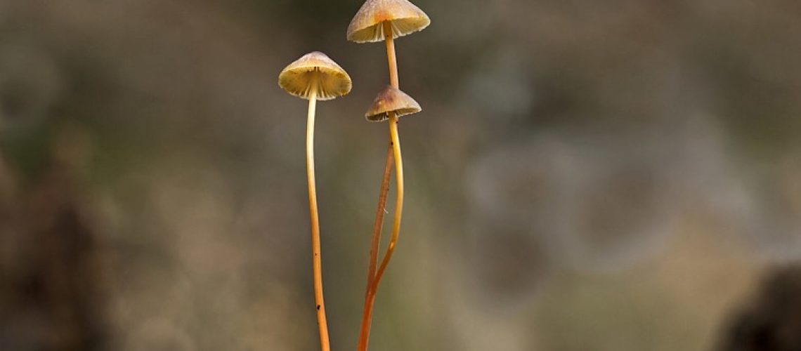 magic_mushrooms